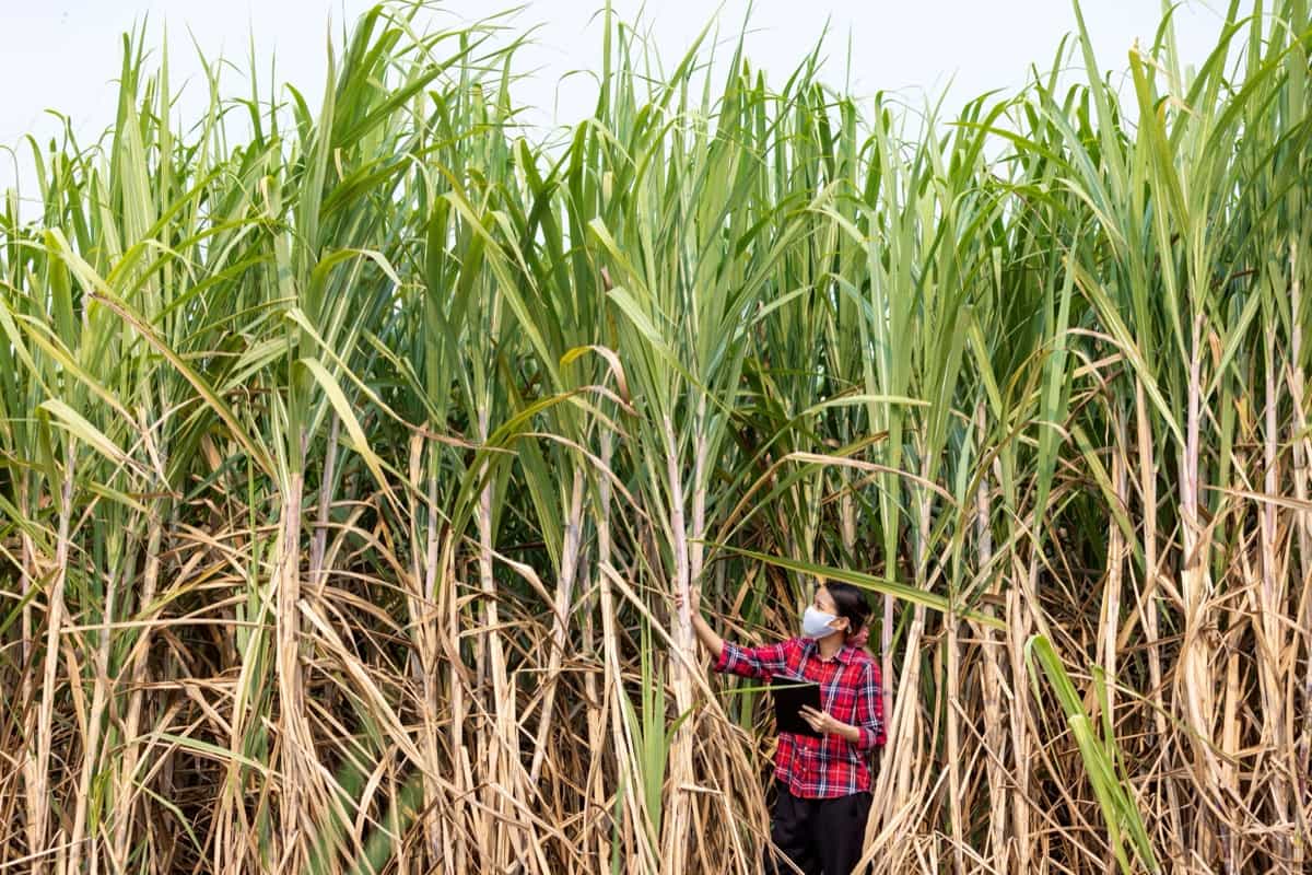 Guide to Sugarcane Farming