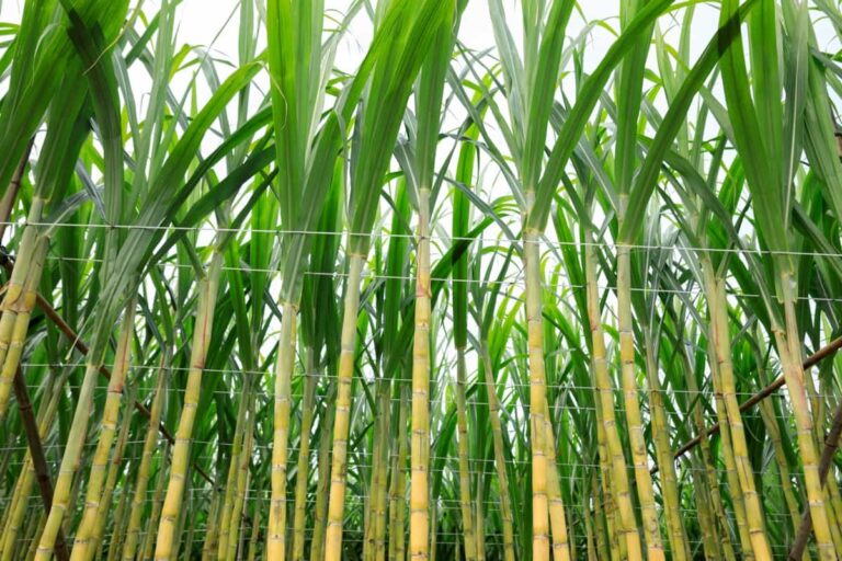 A Step-By-Step Guide to Sugarcane Farming
