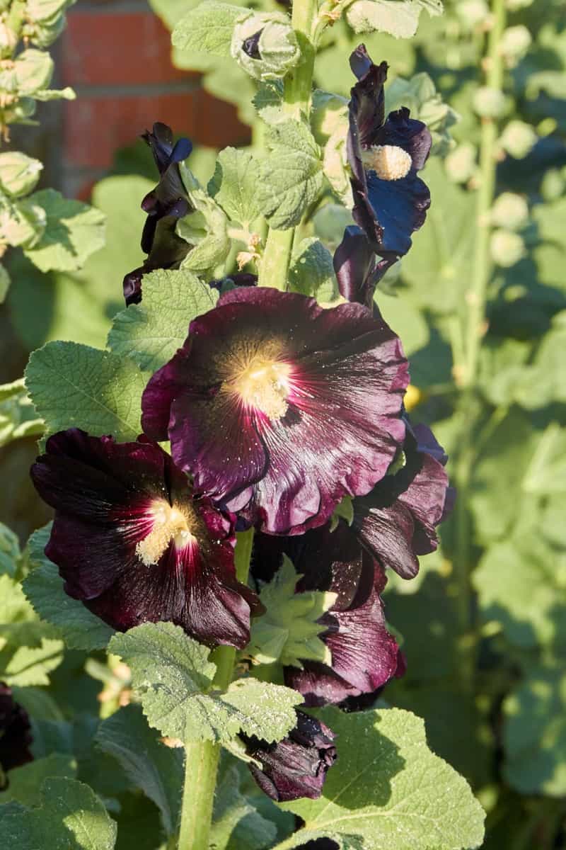 black hollyhock flower growing in the garden