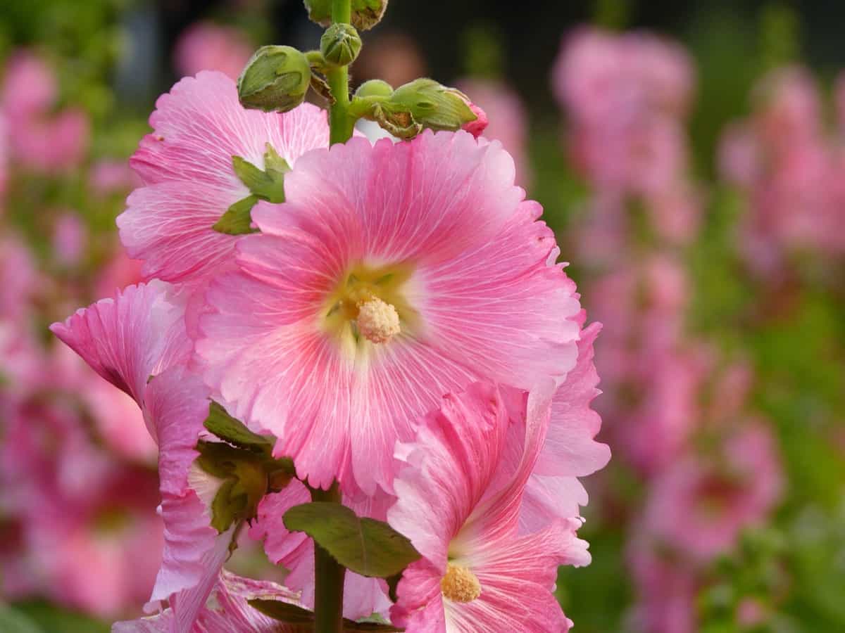 beautiful pink hollyhock flowers