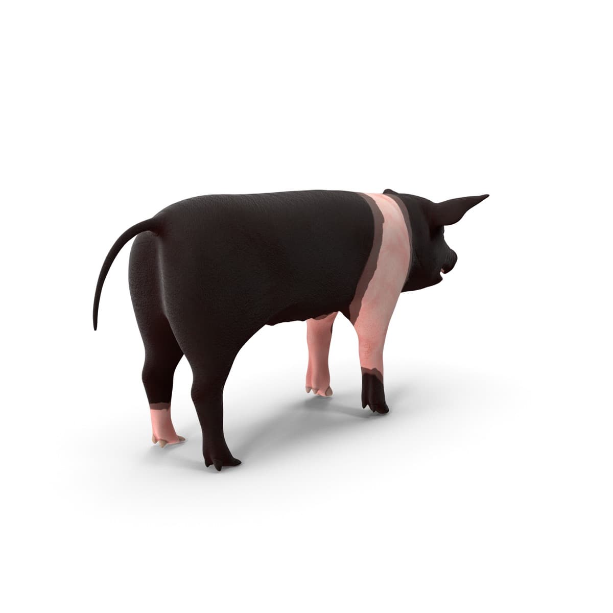Hampshire Pig Breed