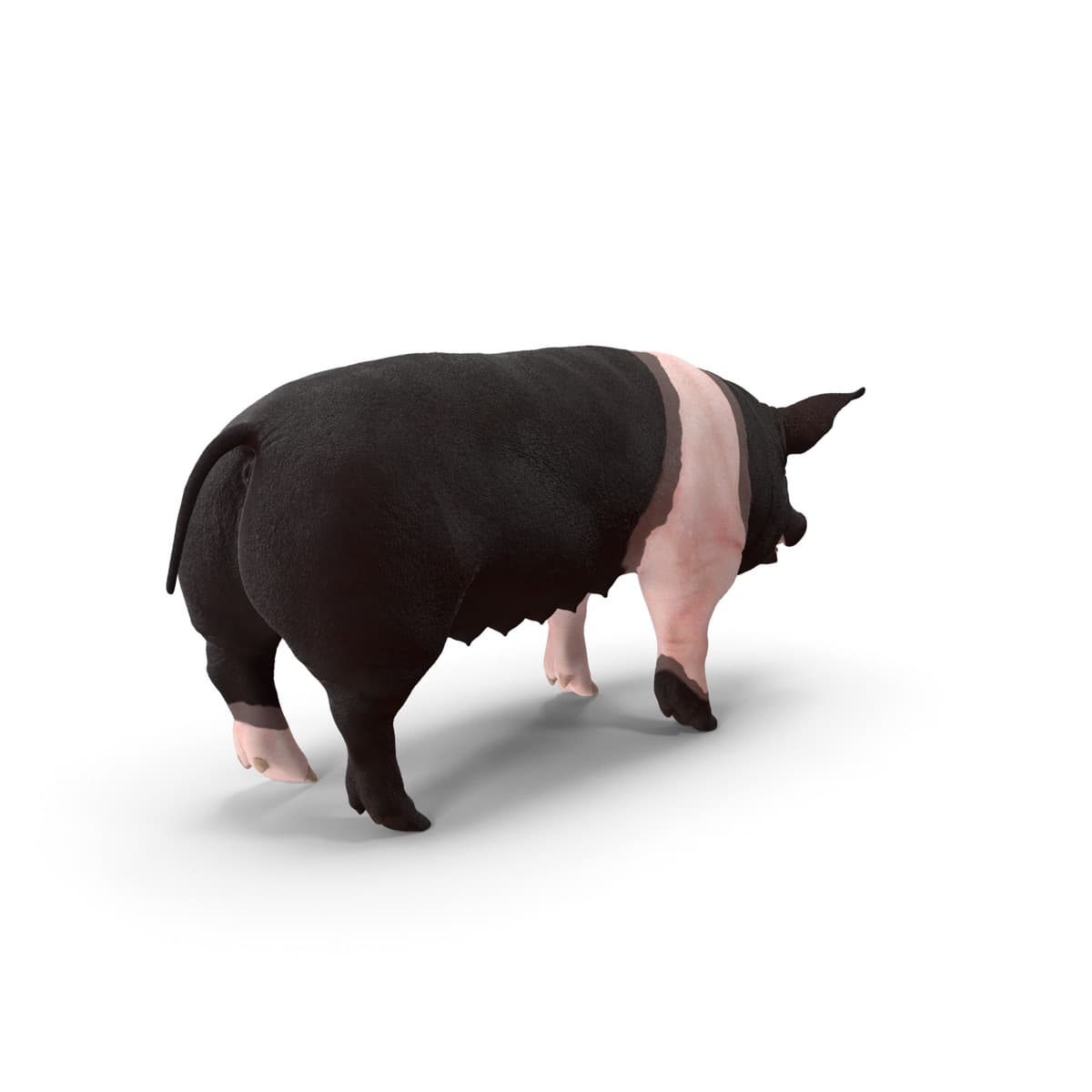 Hampshire Pig 