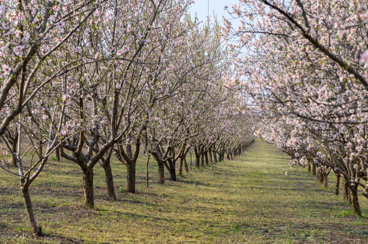 High Density Almond Plantation