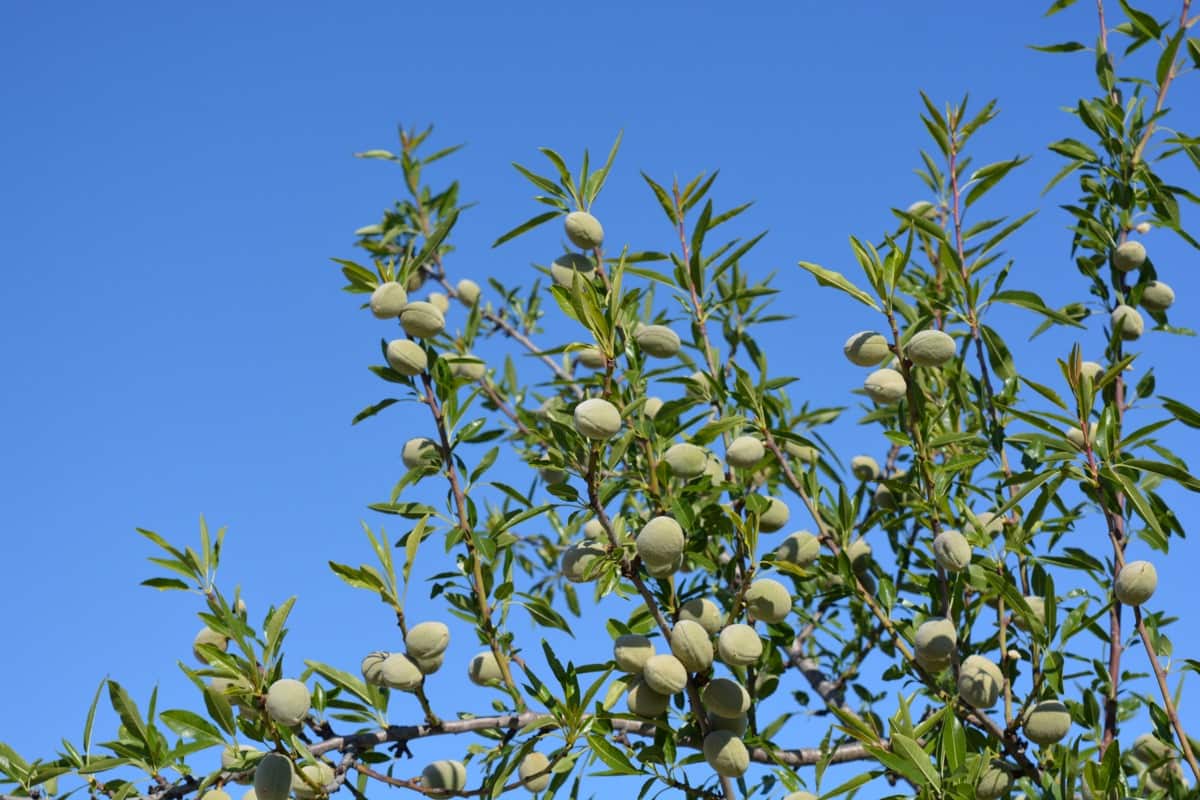 High Density Almond Plantation2