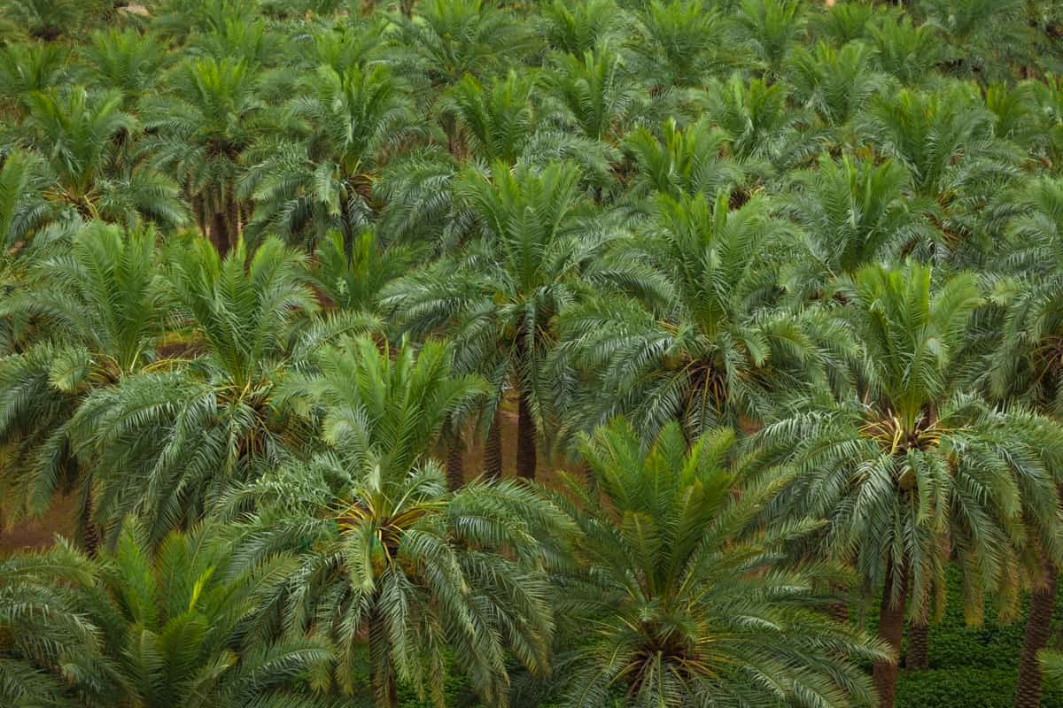 High-Density Date Palm Plantation
