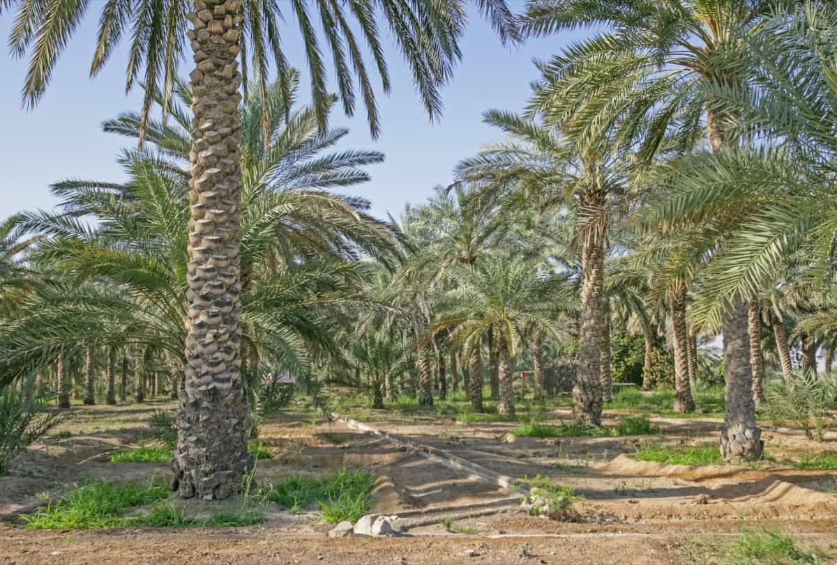 Date Palm Plantation