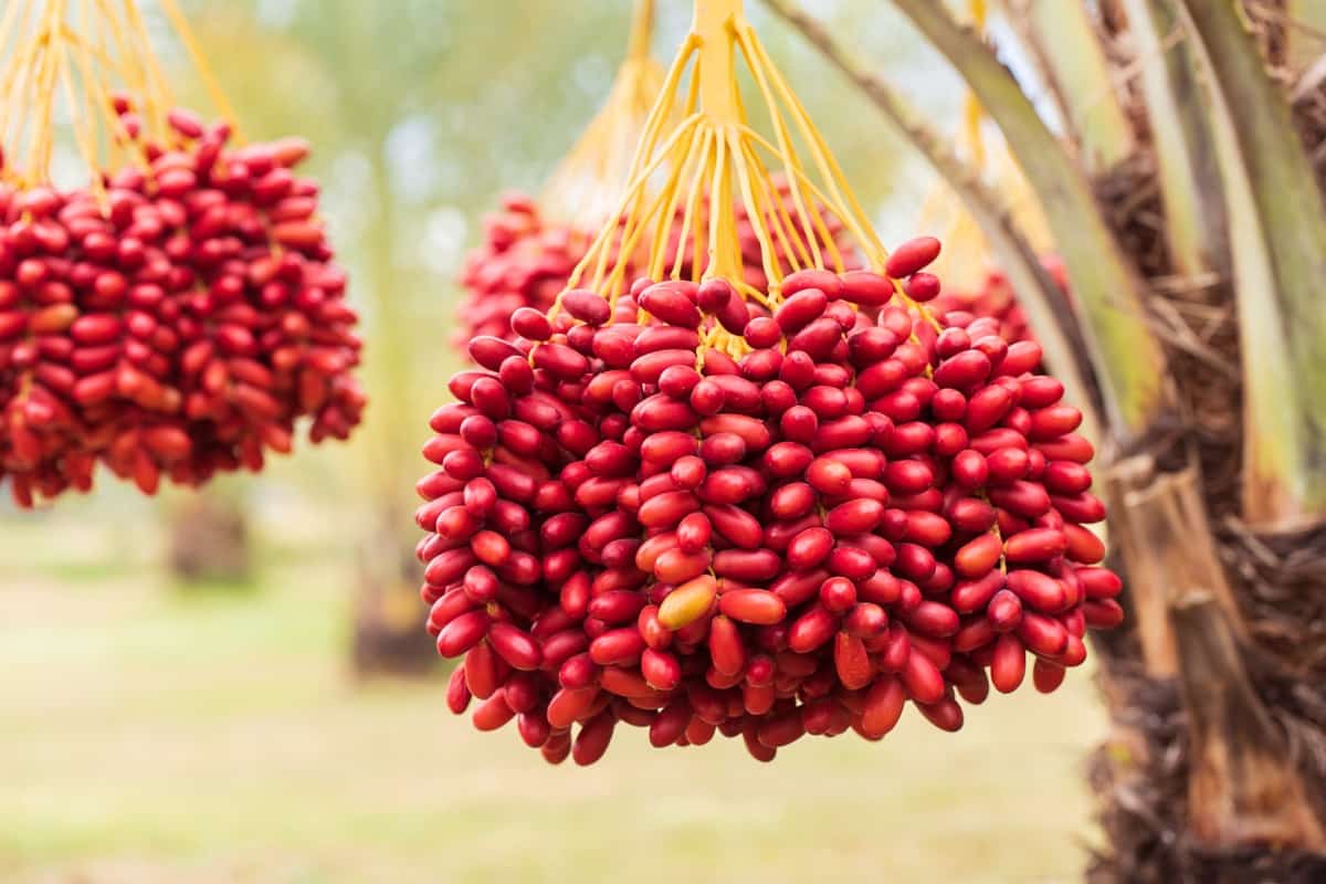 Date Palm Red