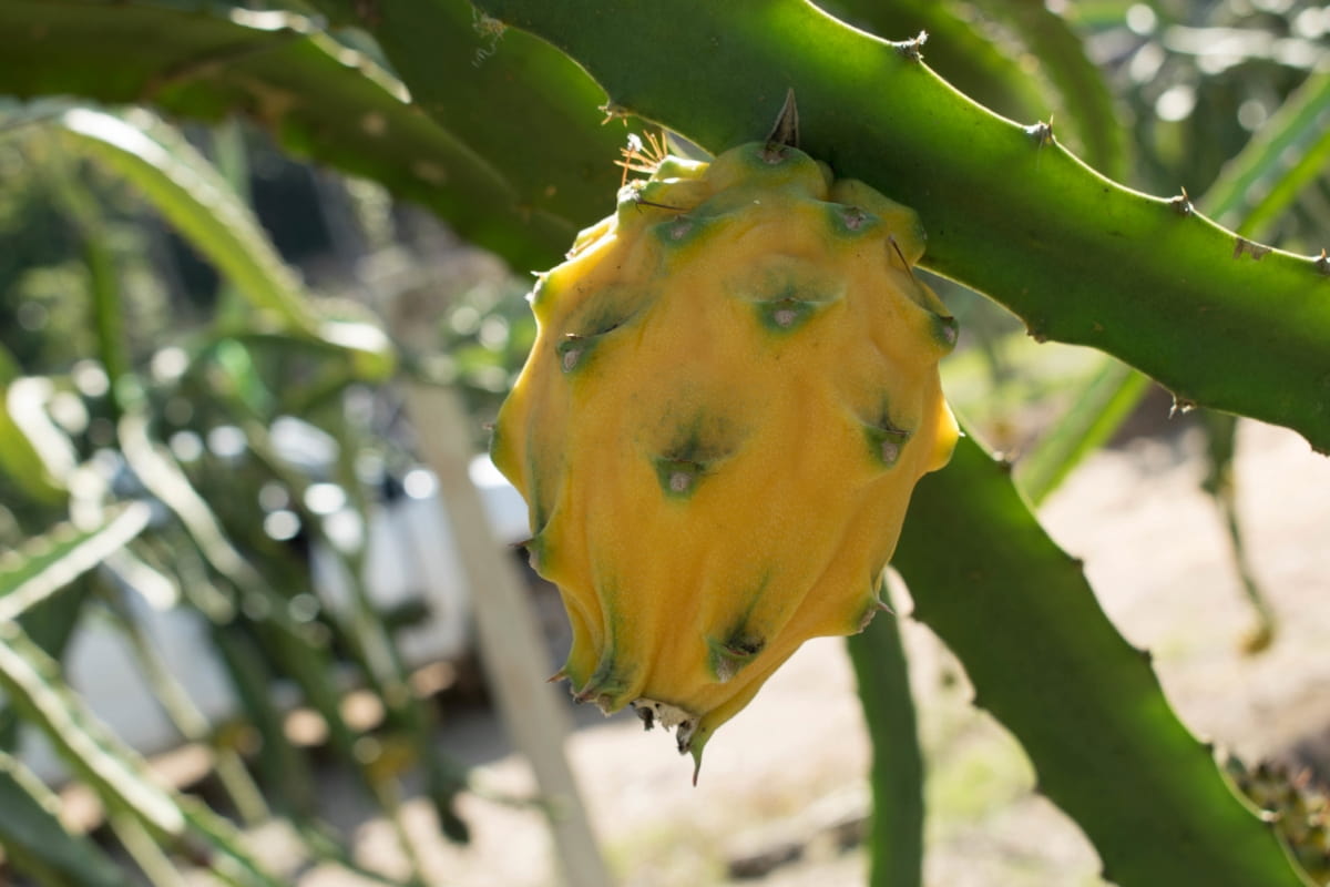 Closeup Shot of A Yellow Pitaya Fruit 