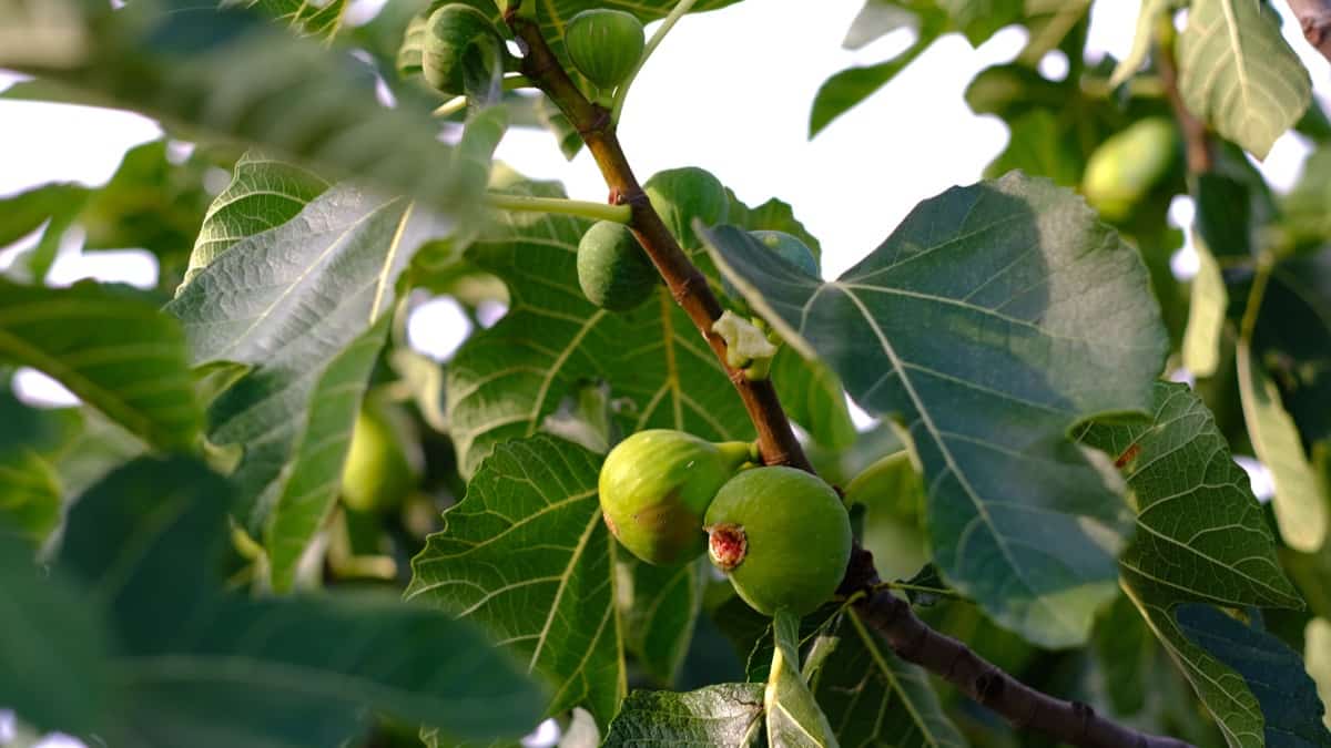 High-Density Fig Plantation