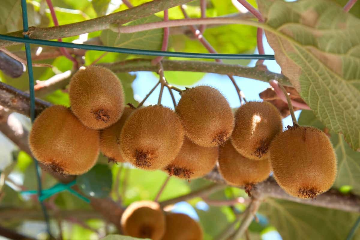 Kiwi Fruits Ready to Harvest