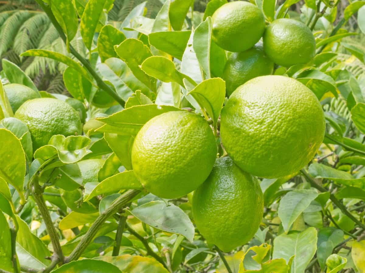 High Density Lemon Plantation3