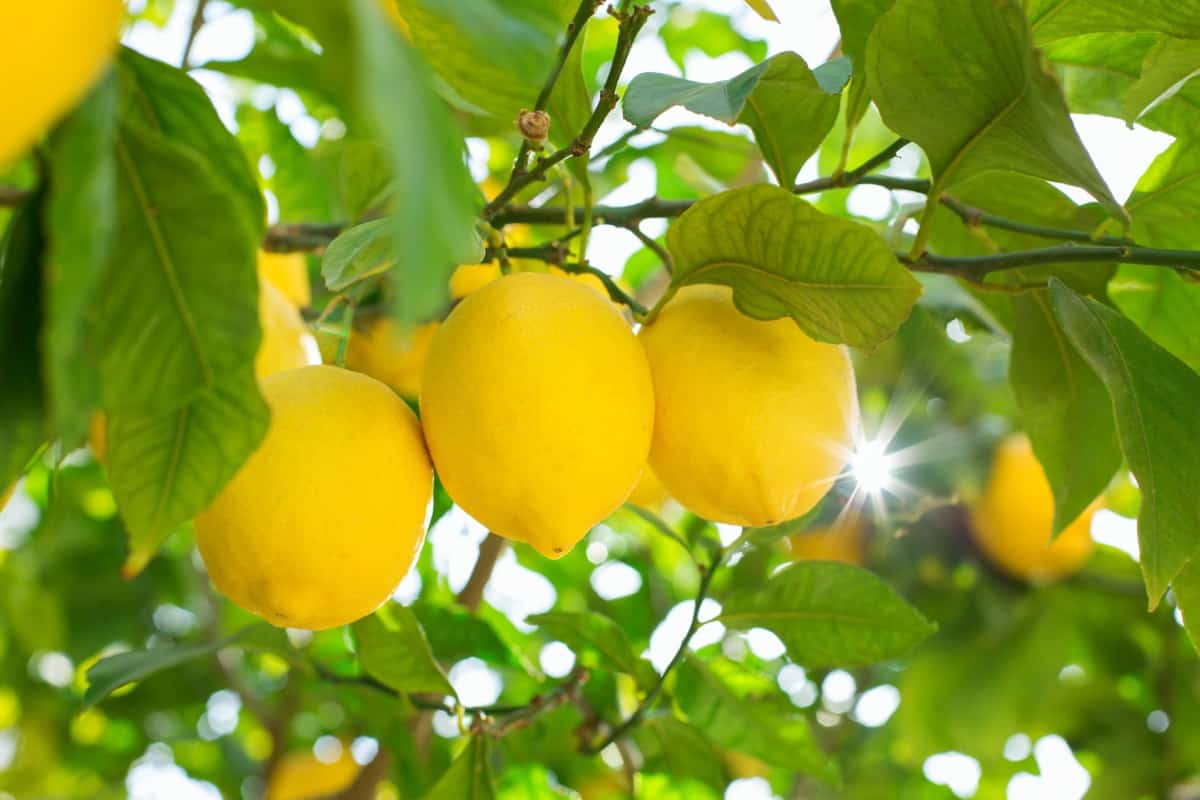 High Density Lemon Plantation5