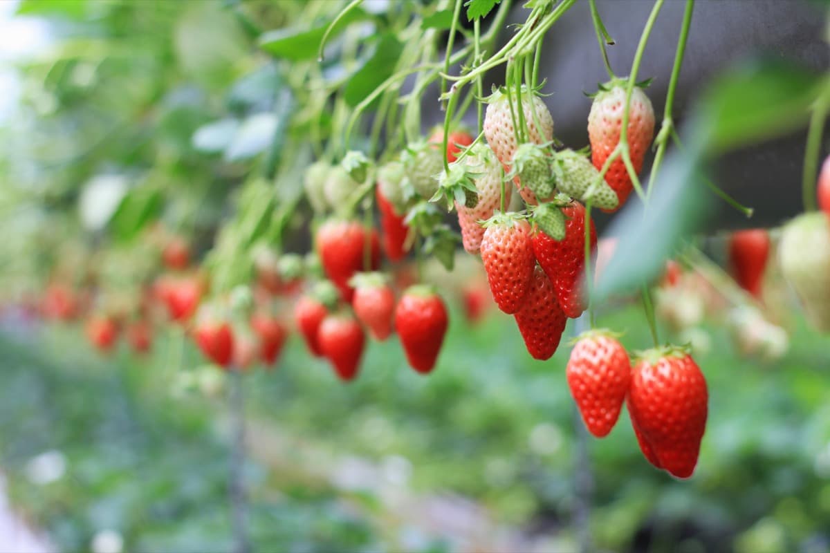 Hi-Tech Strawberry Farming