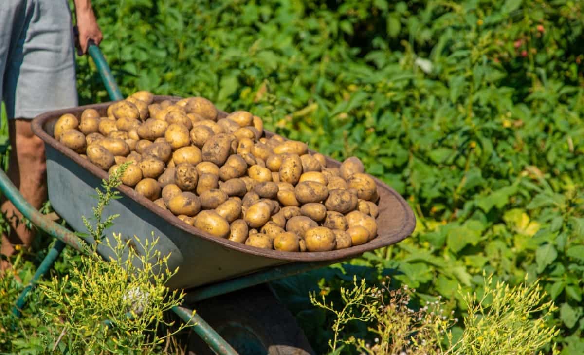 High-Yielding Potato Varieties in India