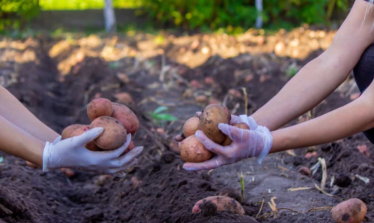 Freshly harvested organic potato harvest