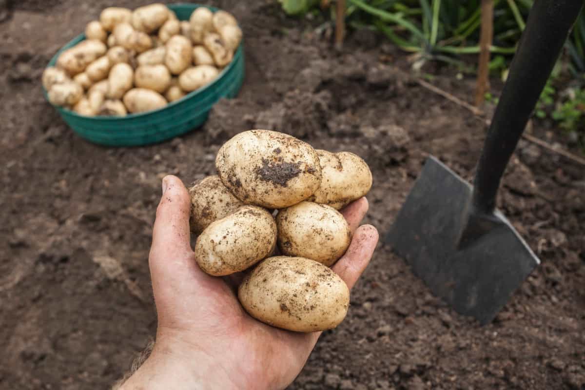 potatoes harvested from garden