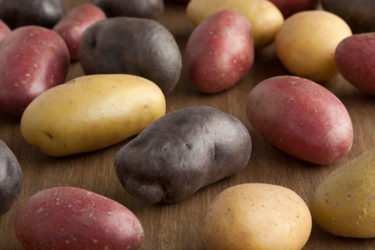 Variety of different potatoes