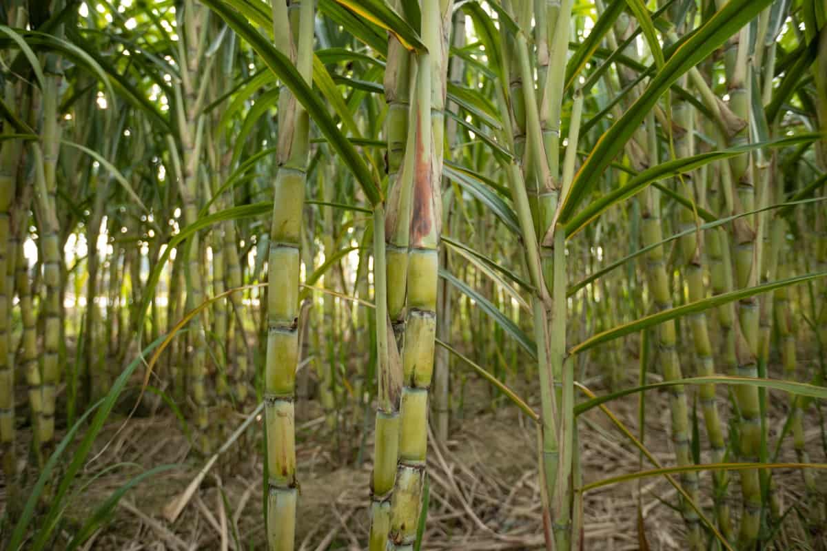 High Yielding Sugarcane Varieties in India: Hybrid Cultivars to Increase Profits