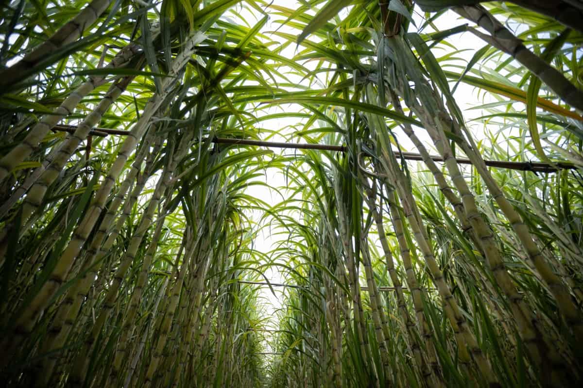 High Yielding Sugarcane Varieties in India6