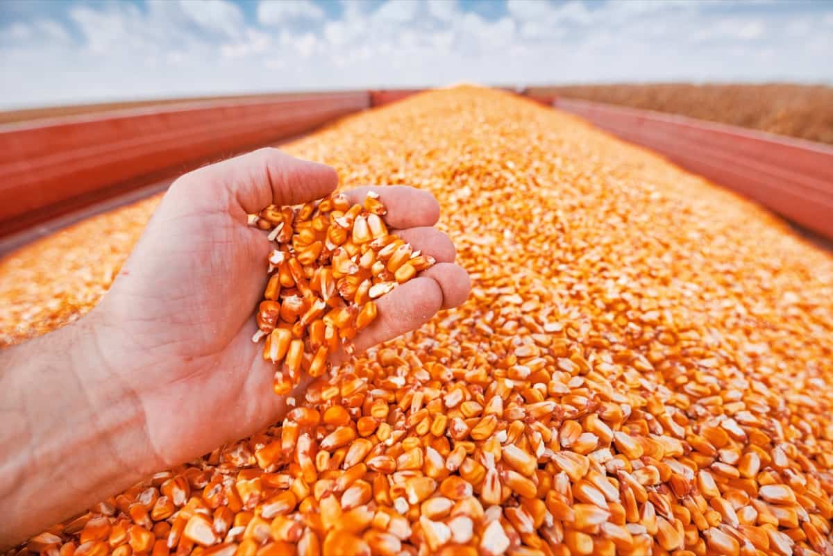 harvested corn kernels