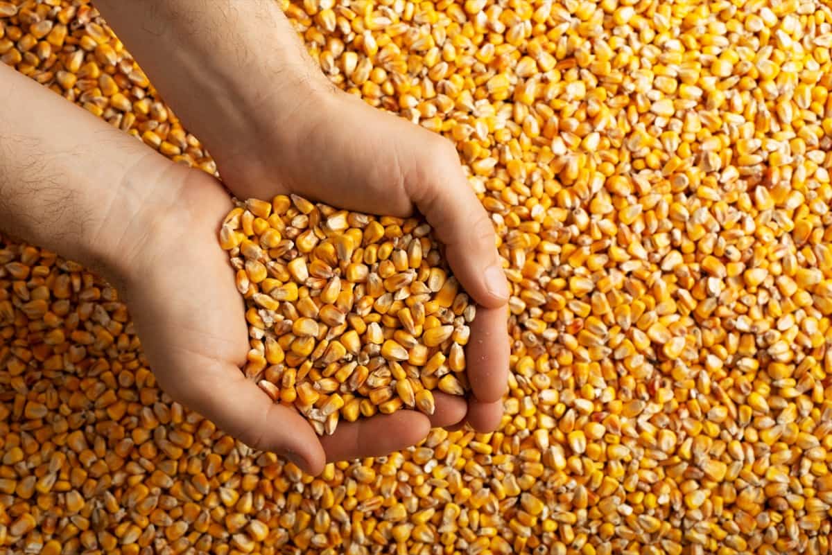 maize corns