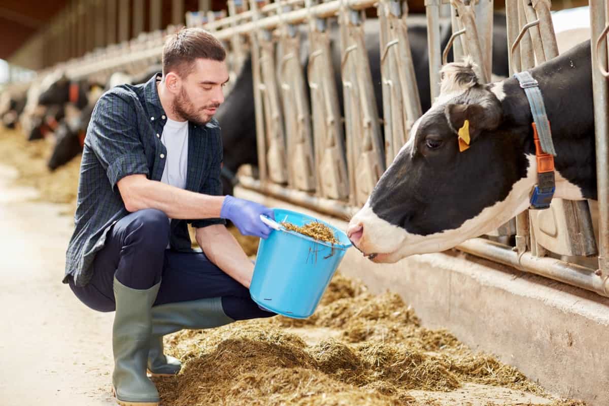 Feeding a cow in a cowshed