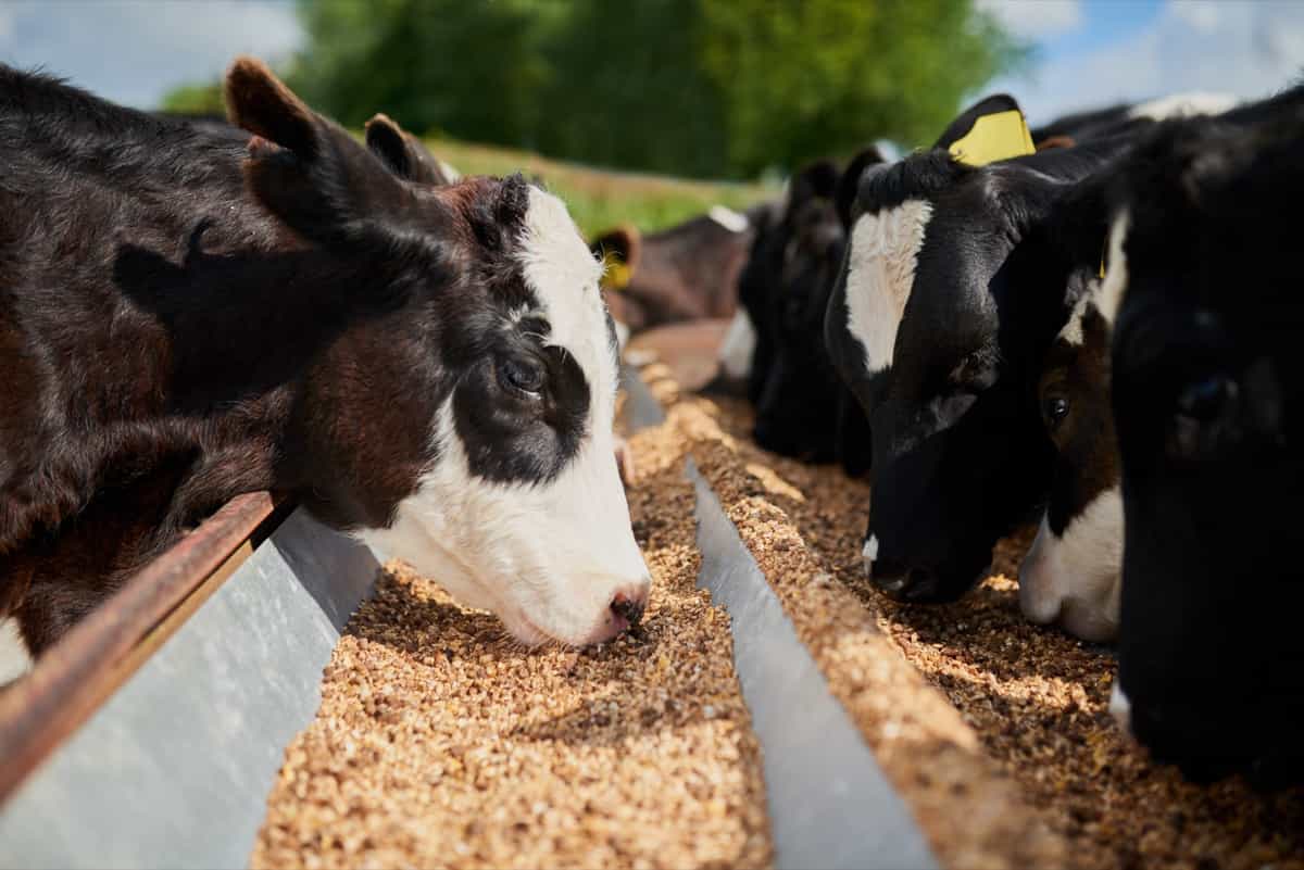 dairy cows eating feed together in farm