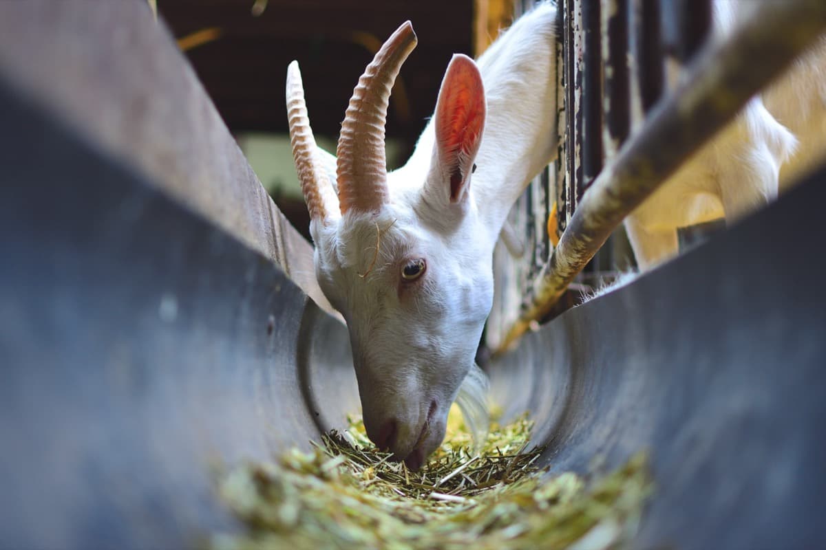 Goat Farm Feeding Setup