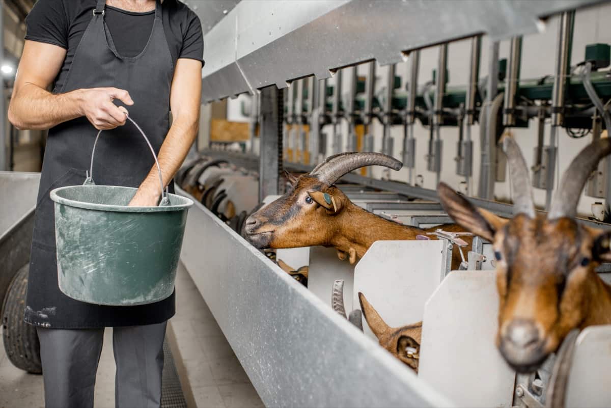Feeding Goats in Goat Farm