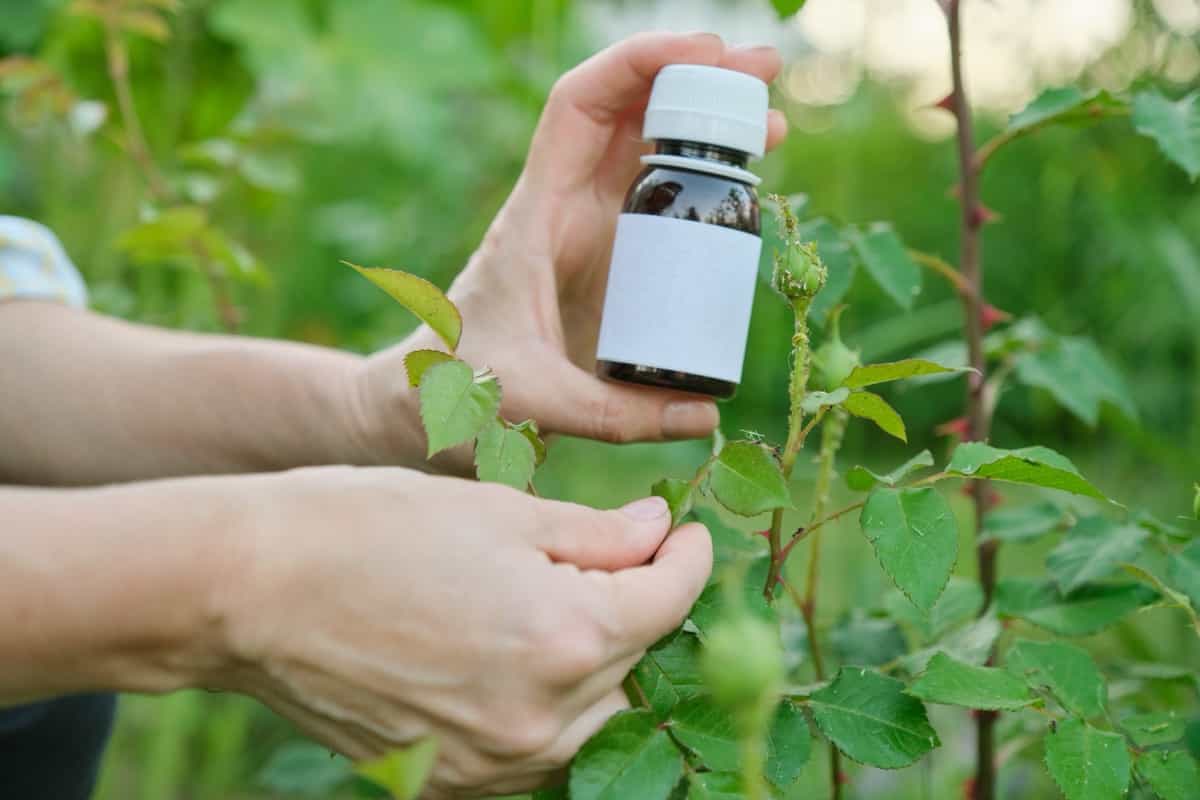 Bottle with chemical insecticide for home garden usage