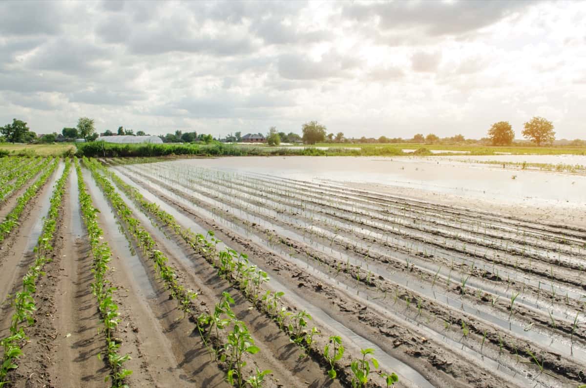 How Does Extreme Weather Affect Food Production