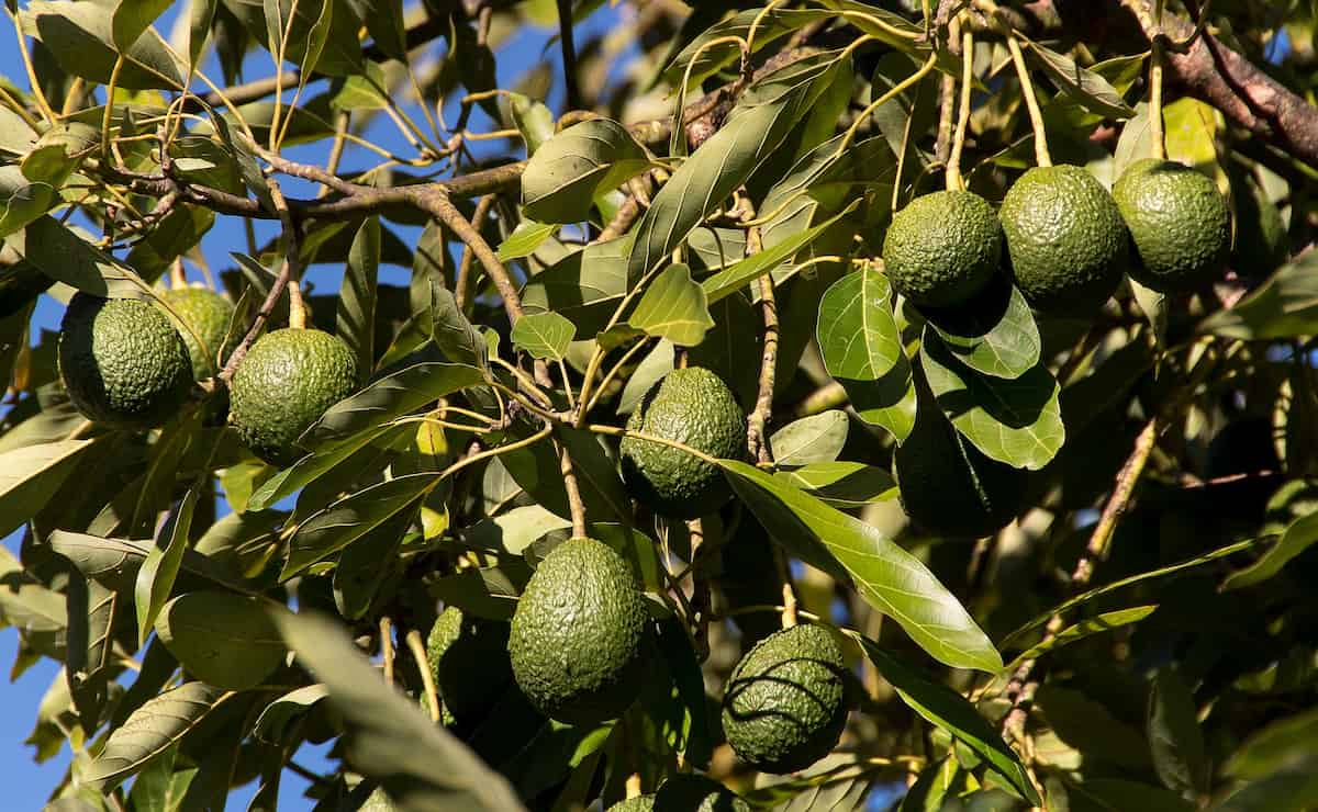 How This Farmer Earned 24 Lakhs From His 3 Acres Avocado Farm