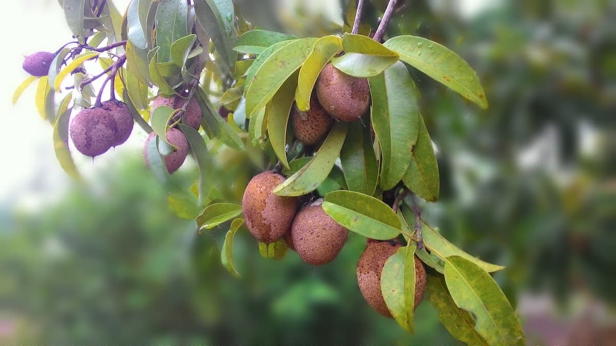 Chikoo Fruit