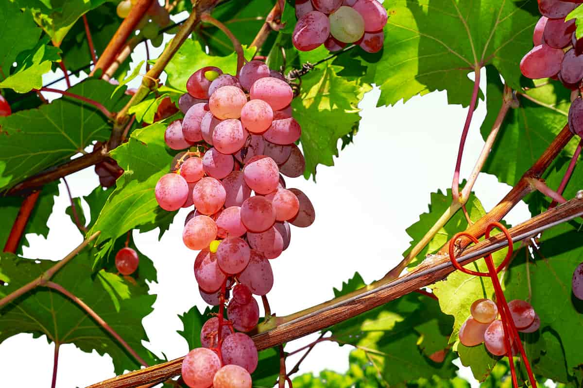 Red Grapes Fsrming