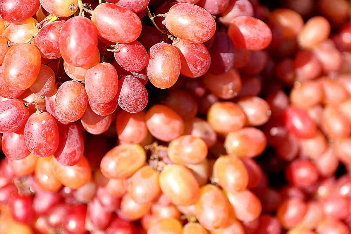 Red Grapes Harvesting
