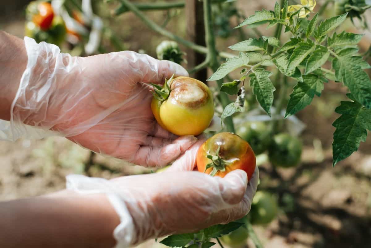 fungal disease in tomatoes