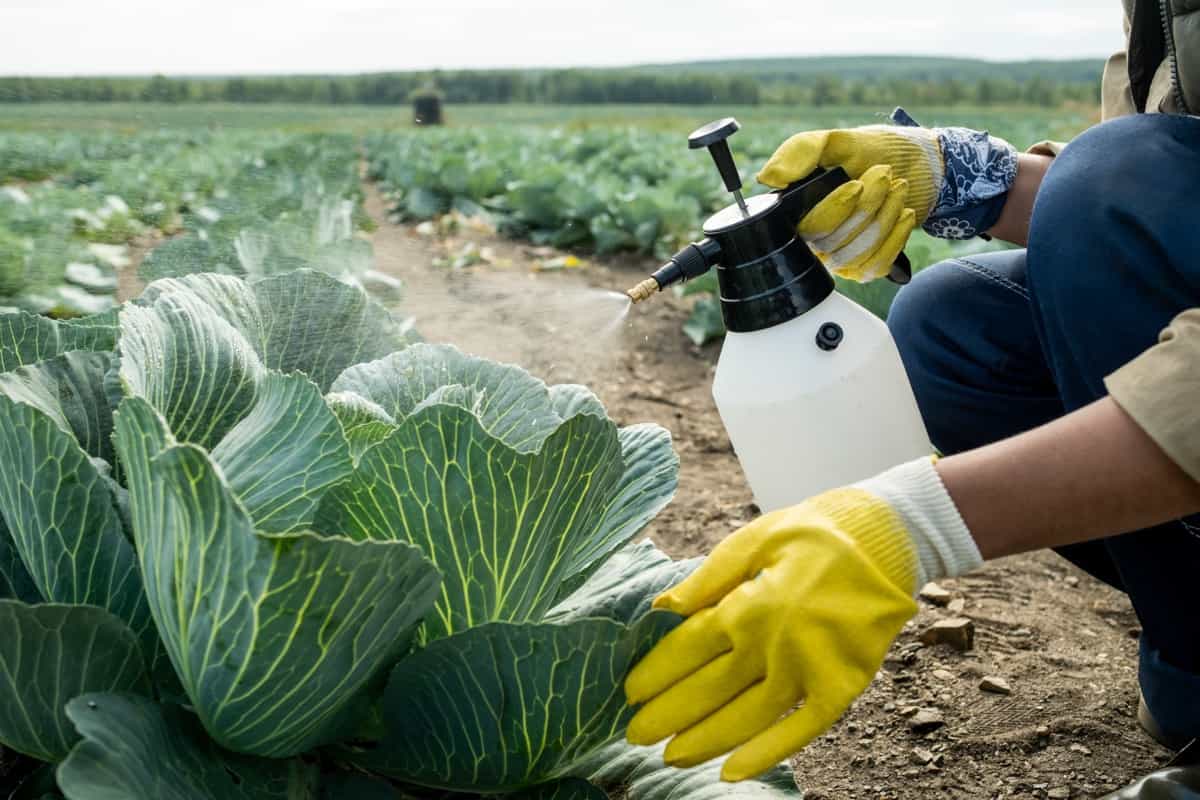 Spraying Cabbage To Protect From Pests