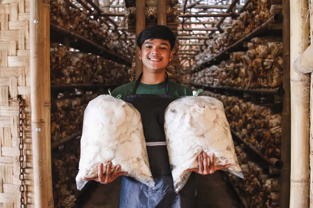Farmer Holding Big Plastic of Oyster Mushroom