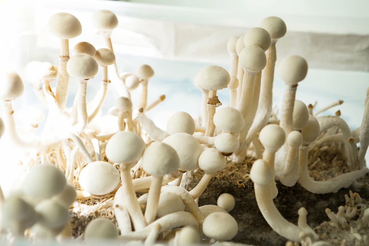 Sterile Container with The Mycelium of Psilocybin Mushrooms