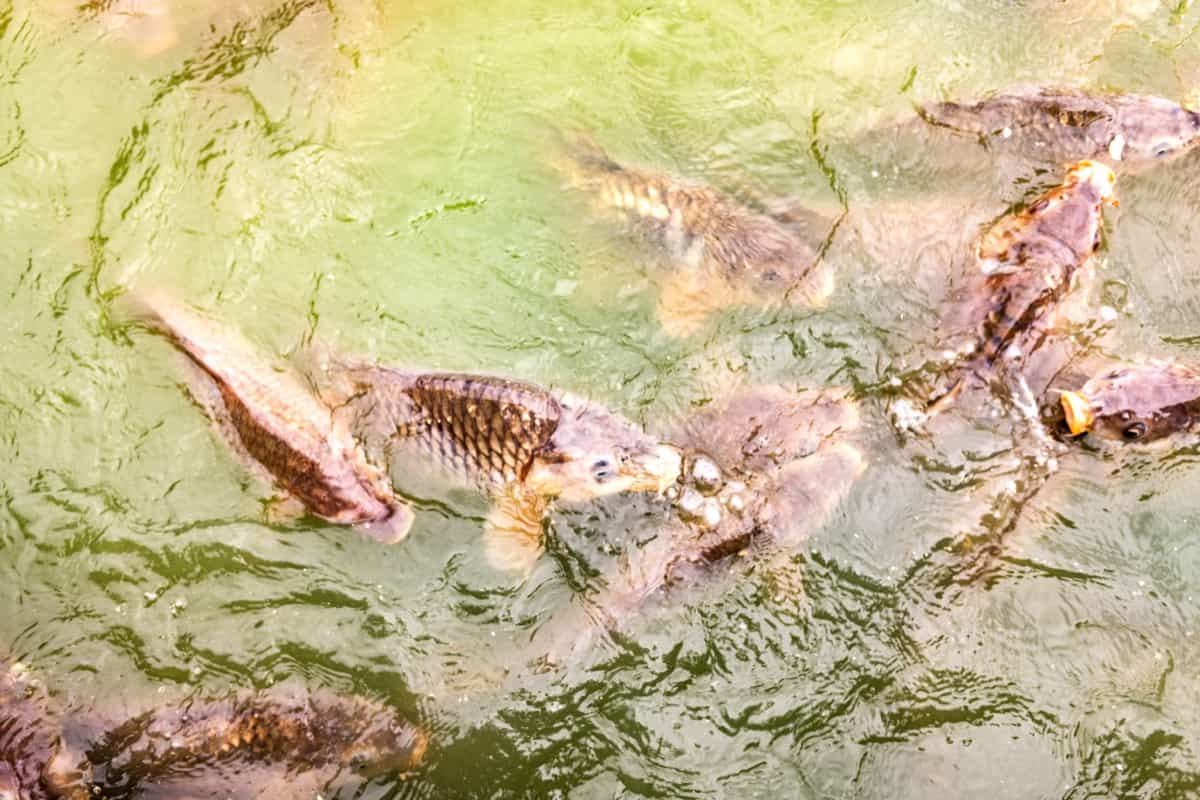 Carps in a pond full of fish