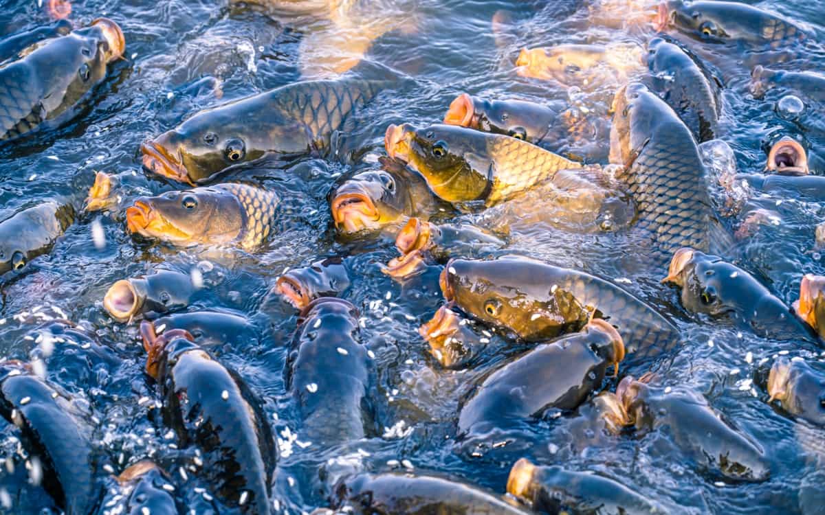 Fish palying on surface of water