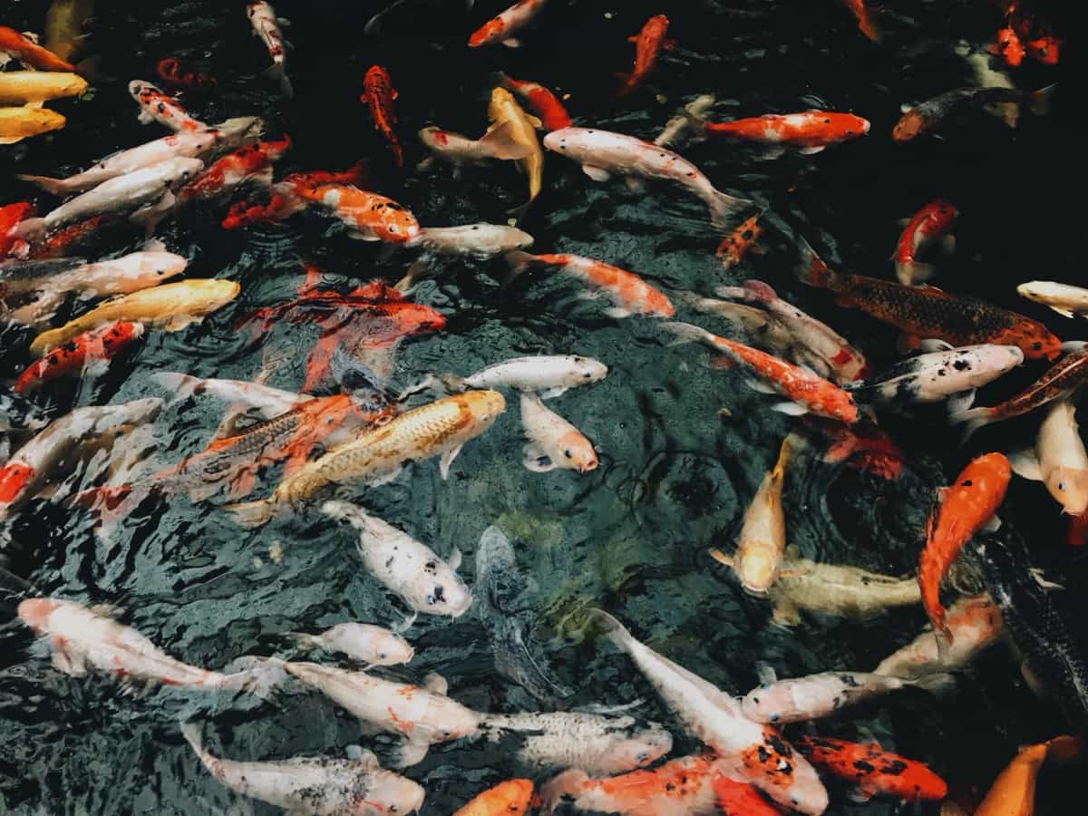 Koi Fishes in a pond