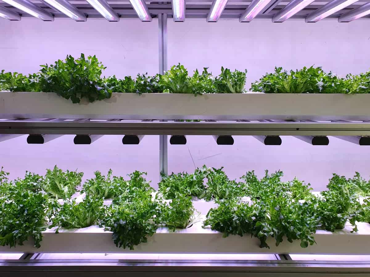 Indoor Vertical Farming
