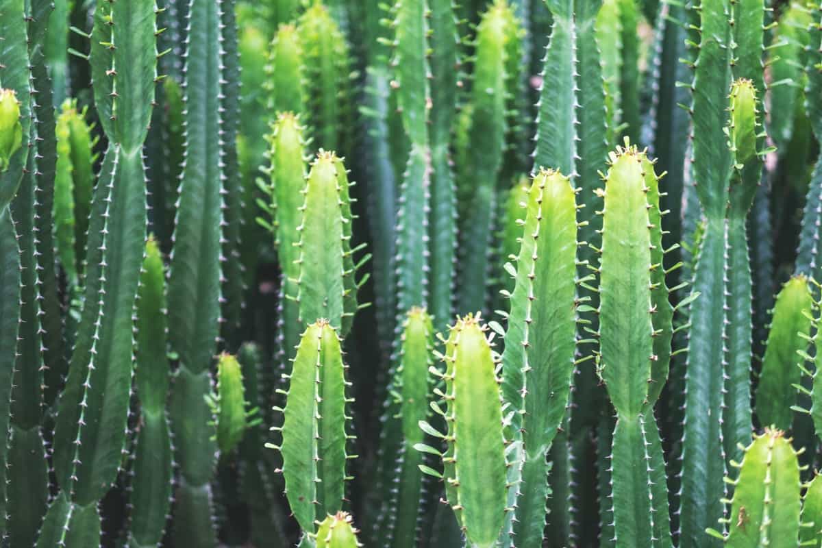 euphorbia ingens cactus