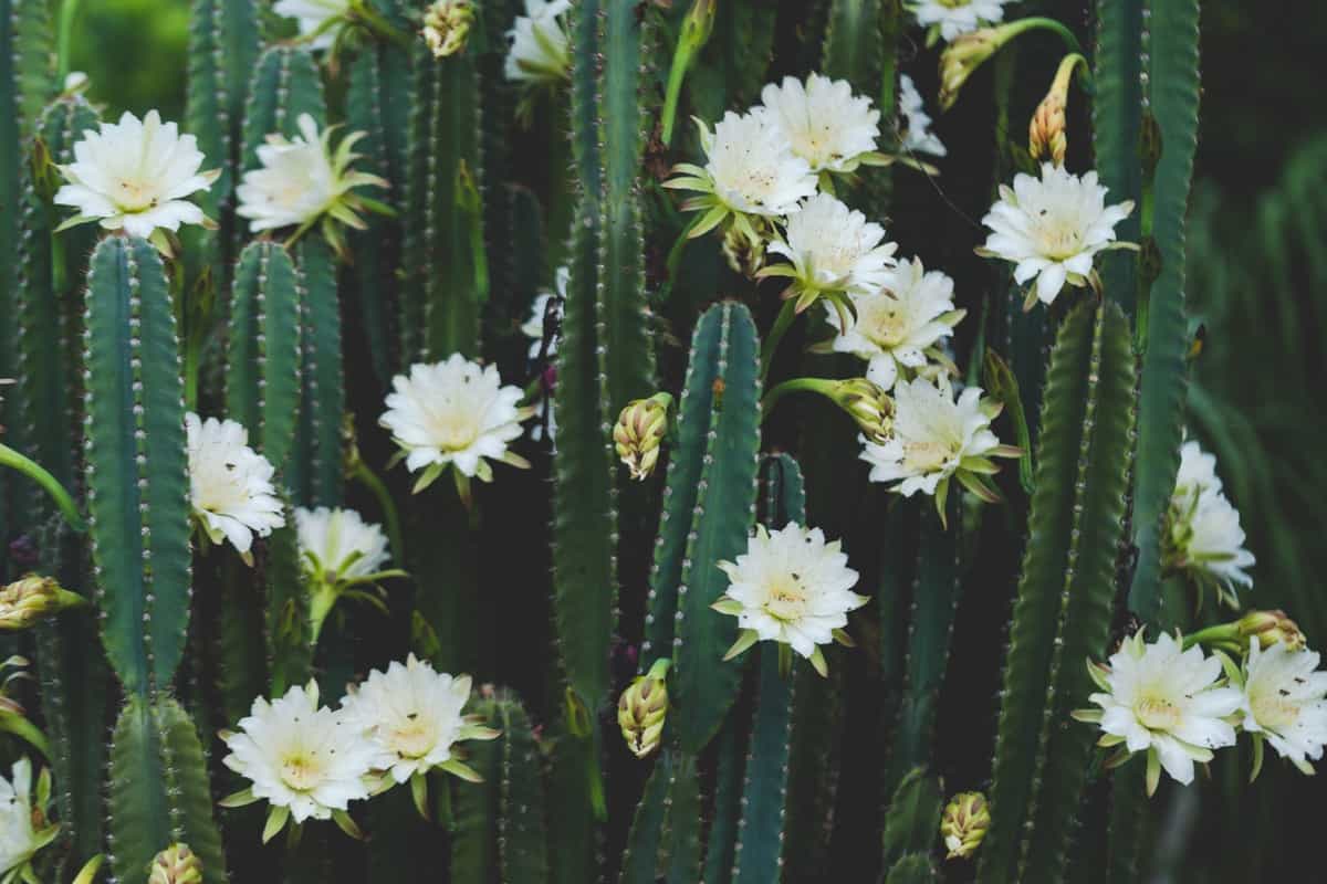 white cactus flowers
