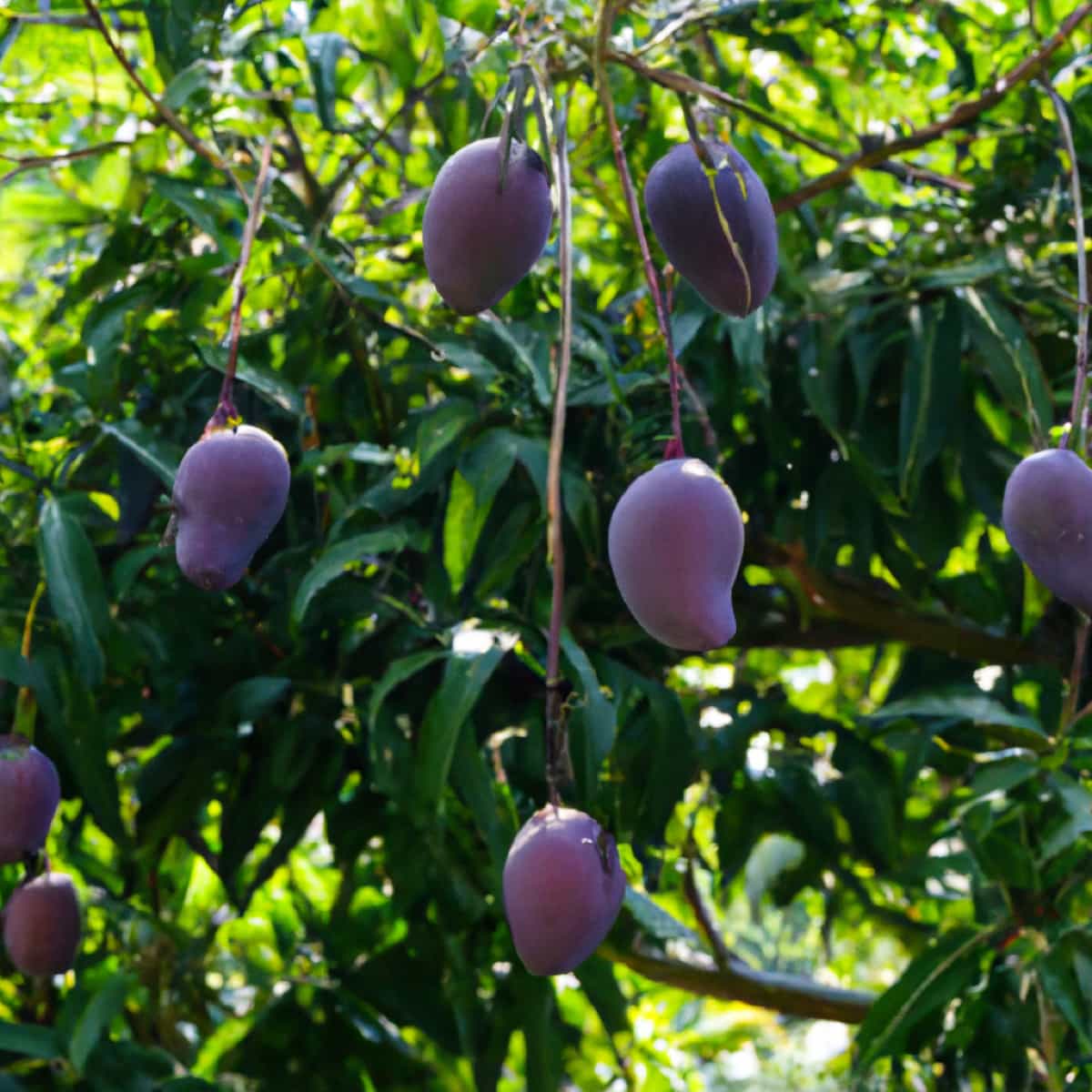 Miyazaki Mango Cultivation