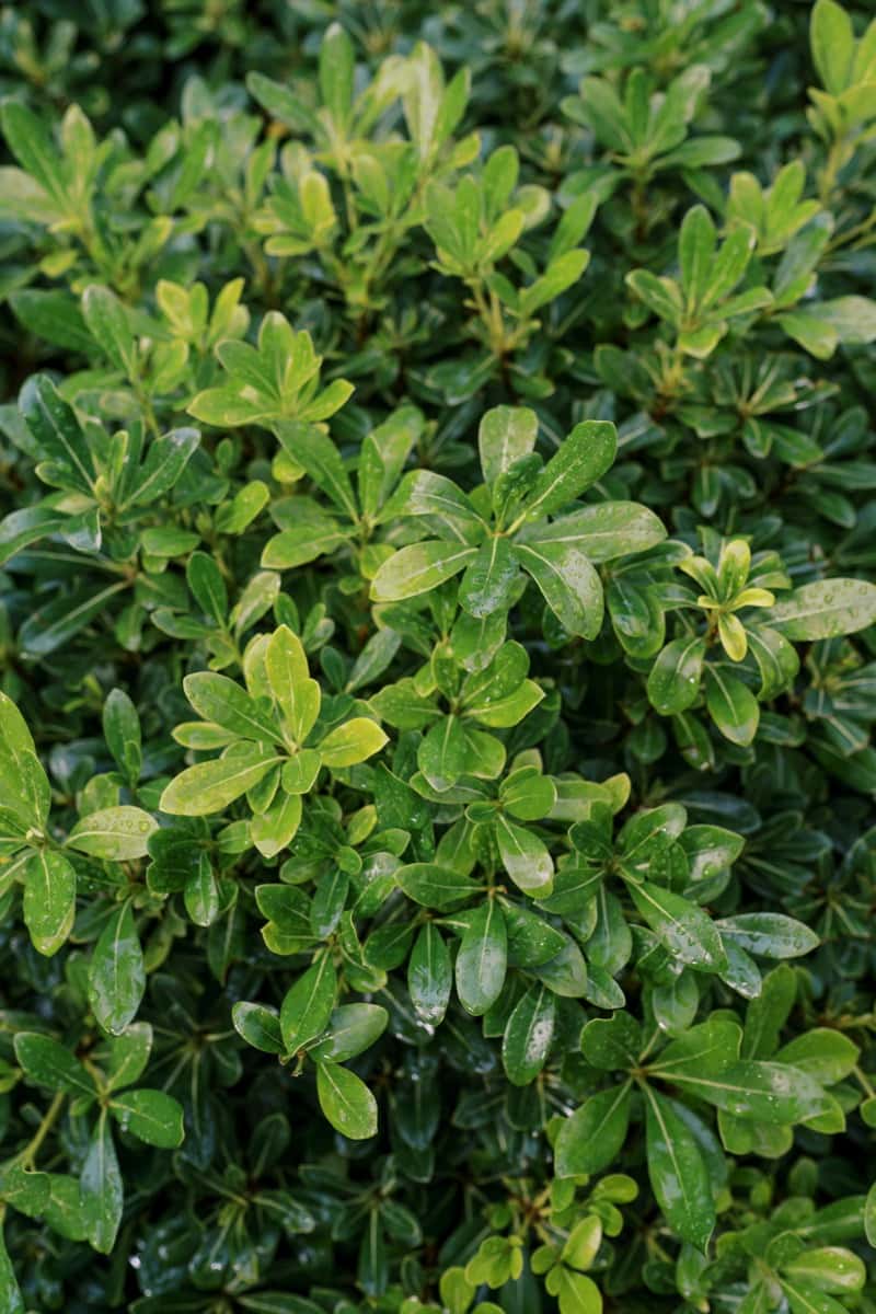Green leaves of a pittosporum tobira bush in raindrops