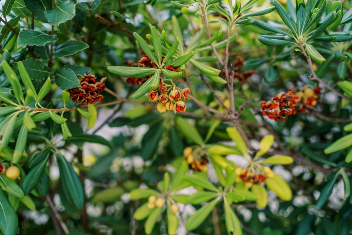Red fruits of Pittosporum tobira among green leaves on branches