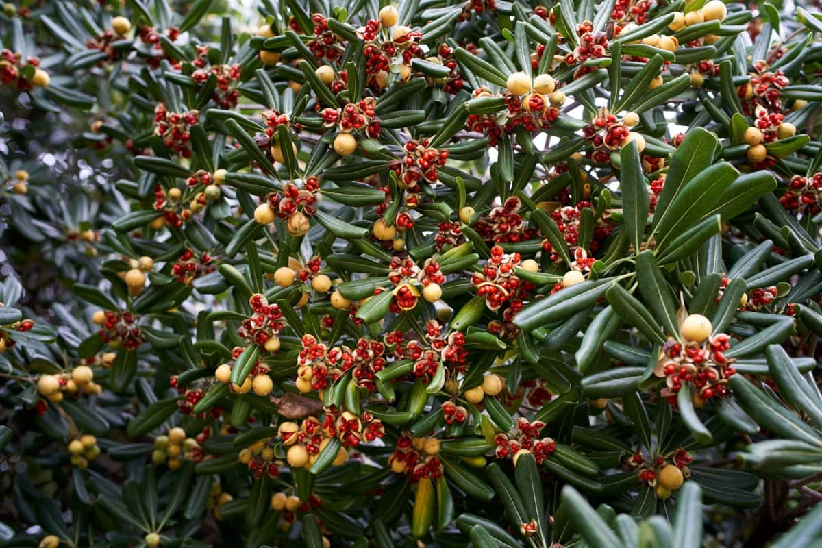 Red seeds in opened fruits among green foliage of pittosporum tobira