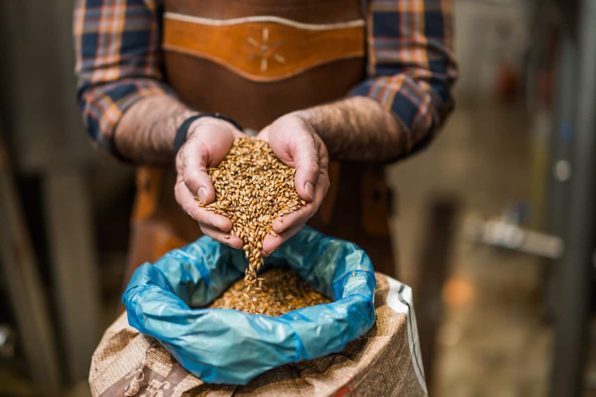 Barley seeds in brewery